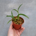 RZADKOŚĆ STORCZYK Oncidium croesus (Gomesa croesus) - wiwarium