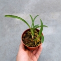 RZADKOŚĆ STORCZYK Oncidium croesus (Gomesa croesus) - wiwarium