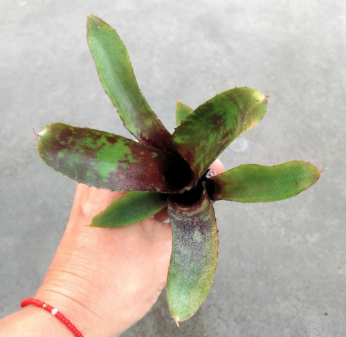 Neoregelia 'Dark Mood' - wiwarium