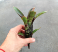 Neoregelia 'Dark Mood' - wiwarium