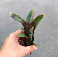 Neoregelia 'Dark Mood' - wiwarium