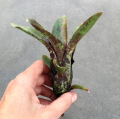 Neoregelia 'Dark Mood' - wiwarium