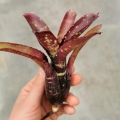 Neoregelia 'Dark Mood' - wiwarium