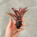 Neoregelia 'Dark Mood' - wiwarium