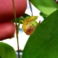 Scaphosepalum verrucosum