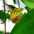 Scaphosepalum verrucosum