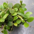 PAPROĆ Pyrrosia nummularifolia - wiwarium