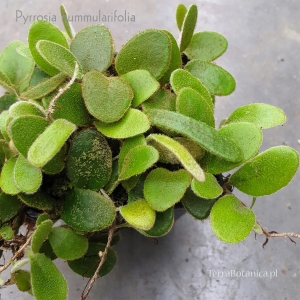 PAPROĆ Pyrrosia nummularifolia - wiwarium