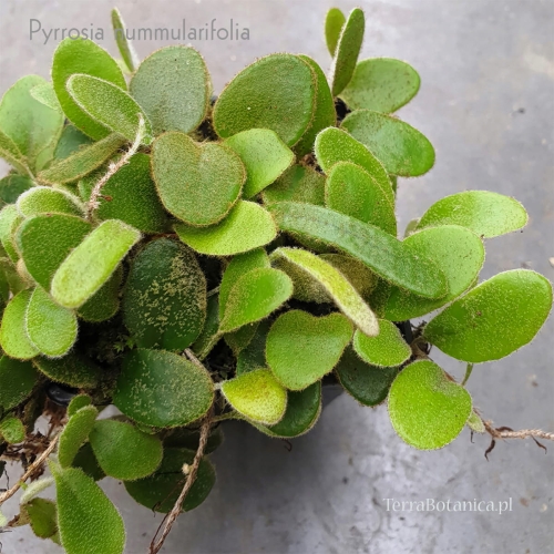 PAPROĆ Pyrrosia nummularifolia - wiwarium