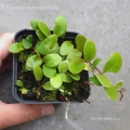 PAPROĆ Pyrrosia nummularifolia - wiwarium