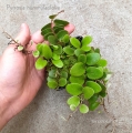 PAPROĆ Pyrrosia nummularifolia - wiwarium