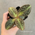 NOWOŚĆ RZADKOŚĆ Sonerila cantonensis Stapf. sp. Vietnam - terrarium, wiwarium