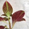 NOWOŚĆ RZADKOŚĆ Sonerila cantonensis Stapf. sp. Vietnam - terrarium, wiwarium