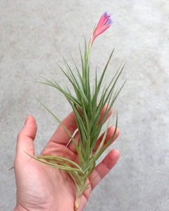 RZADKOŚĆ! Tillandsia aeranthos rozm.XL