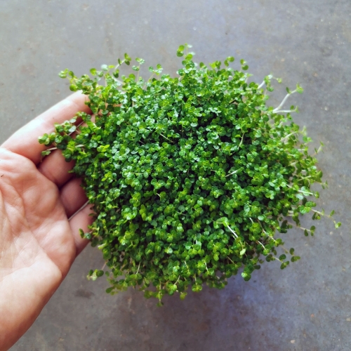Soleirolia soleirolii - wiwarium, las w szkle