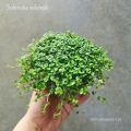 Soleirolia soleirolii - wiwarium, las w szkle