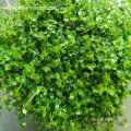 Soleirolia soleirolii - wiwarium, las w szkle