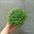 Soleirolia soleirolii - wiwarium, las w szkle