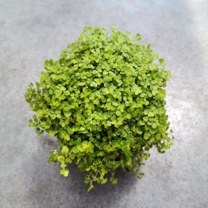 Soleirolia soleirolii 'Yellow' - wiwarium, las w szkle