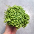 Soleirolia soleirolii 'Yellow' - wiwarium, las w szkle
