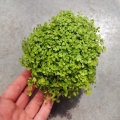 Soleirolia soleirolii 'Yellow' - wiwarium, las w szkle
