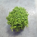 Soleirolia soleirolii 'Yellow' - wiwarium, las w szkle