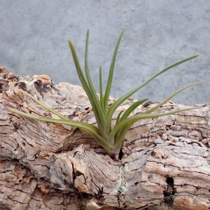 NOWOŚĆ! Tillandsia albertiana