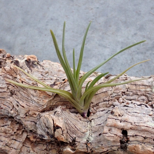NOWOŚĆ! Tillandsia albertiana