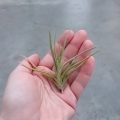 NOWOŚĆ! Tillandsia albertiana