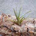 NOWOŚĆ! Tillandsia albertiana