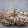 NOWOŚĆ! Tillandsia albertiana
