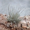 NOWOŚĆ! RZADKOŚĆ Tillandsia bartramii (kępa)