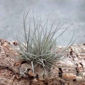NOWOŚĆ! RZADKOŚĆ Tillandsia bartramii (kępa)
