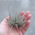 NOWOŚĆ! RZADKOŚĆ Tillandsia bartramii (kępa)
