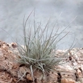 NOWOŚĆ! RZADKOŚĆ Tillandsia bartramii (kępa)