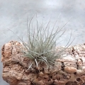 NOWOŚĆ! RZADKOŚĆ Tillandsia bartramii (kępa)