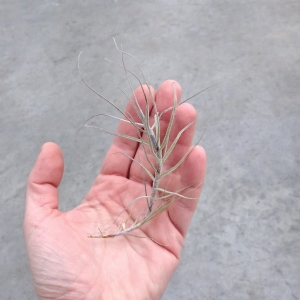 NOWOŚĆ! Tillandsia caerulea rozm. S
