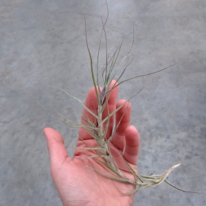 NOWOŚĆ! Tillandsia caerulea rozm. M