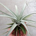 Tillandsia xerographica rozm. L