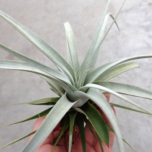 Tillandsia xerographica rozm. L