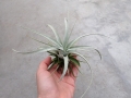 Tillandsia xerographica rozm. L