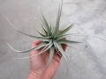 Tillandsia xerographica rozm. L