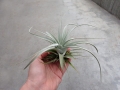 Tillandsia xerographica rozm. L
