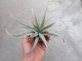 Tillandsia xerographica rozm. L