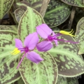 NOWOŚĆ RZADKOŚĆ Sonerila cantonensis Stapf. sp. Vietnam - terrarium, wiwarium