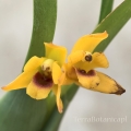 RZADKOŚĆ STORCZYK Maxillaria variabilis (Yellow)
