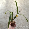 RZADKOŚĆ STORCZYK Maxillaria variabilis (Yellow)