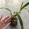 RZADKOŚĆ STORCZYK Maxillaria variabilis (Yellow)