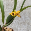 RZADKOŚĆ STORCZYK Maxillaria variabilis (Yellow)