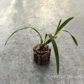 RZADKOŚĆ STORCZYK Maxillaria variabilis (Yellow)